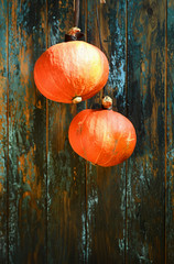 Two pumpkins on a background of an old painted wooden blue wall. Decoration for Halloween