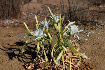 Sea daffodil, sea flower, close up