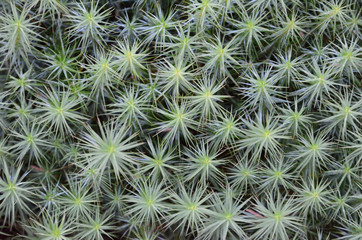 Naklejka na ściany i meble Green forest moss with prickly needles