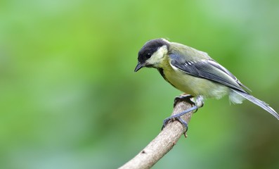 Great tit eats sunflower seed on a tree branch