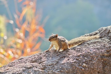 Indian Squirrel