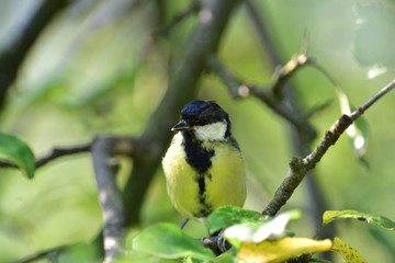 Several tits eat sunflower on a feeder in the park