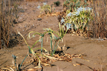 Sea daffodil, sea flower, close up