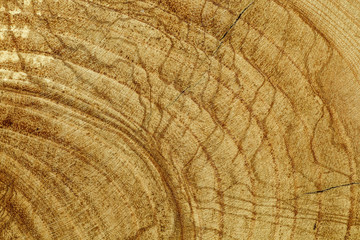 Stump of oak tree felled - section of the trunk with annual rings. Slice wood.Wooden background.Macro wood cross section.