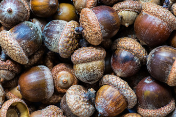 Background with autumn acorns and leaves closeup. Acorns macro. Oak acorns.Brown autumn acorns on the table. Autumn backdrop.A lot of oak acorns. Top view from above.