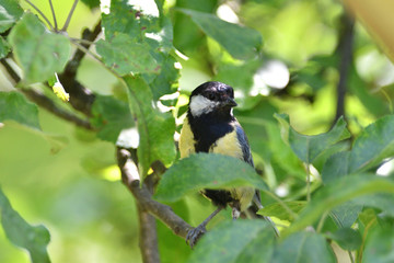 Several tits eat sunflower on a feeder in the park