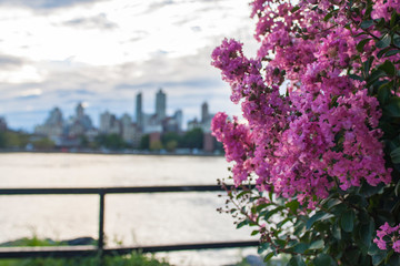 New York skyline trough pink flowers