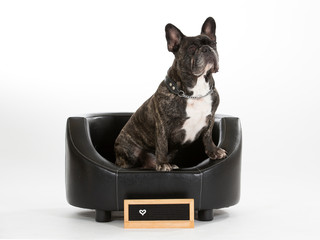 French bulldog portrait isolated on white. Copy space. Empty nameplate in front.