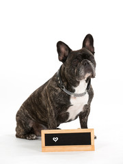 French bulldog portrait isolated on white. Copy space. Empty nameplate in front.