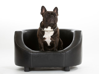 French bulldog portrait isolated on white. Copy space.
