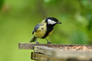 Close up of great tit with sunflower in the beak in garden