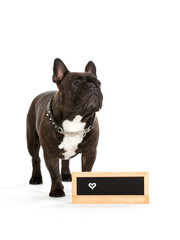French bulldog portrait isolated on white. Copy space. Empty nameplate in front.