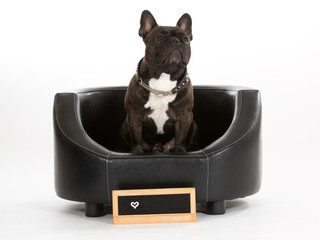 French bulldog portrait isolated on white. Copy space. Empty nameplate in front.