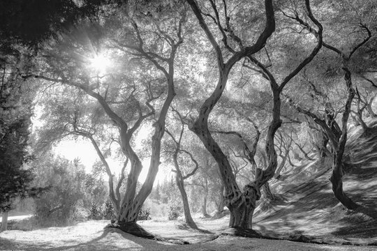 Olive grove, black and white art photo. Greece.