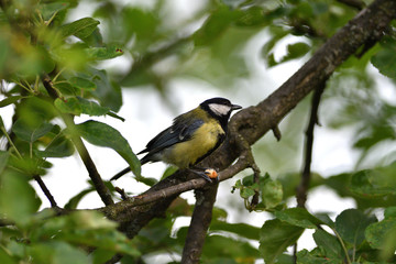 Great tit eats sunflower seed on a tree branch
