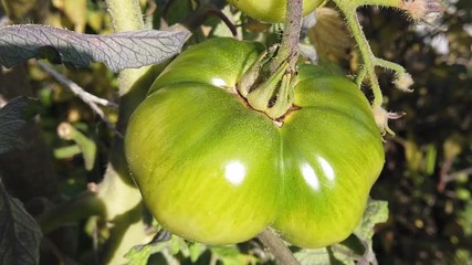 Beefsteak tomato, Orange Queen, still raw growing in a garden.