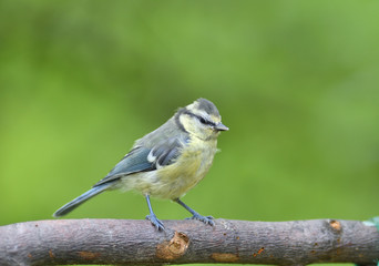 Fototapeta premium Great tit eats sunflower seed on a tree branch