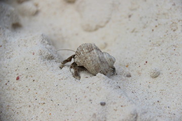 crab on the beach