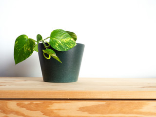 Potted golden pothos plant on top of a wooden cabinet.