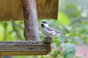 Close up of willow tit with sunflower in the beak in garden