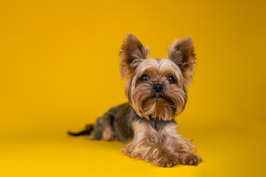 Yorkshire Terrier dog on a yellow background...