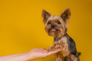 Yorkshire Terrier dog gives a paw on a yellow background