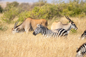 Obraz na płótnie Canvas Zebra in the Masai Mara - Africa, Kenya
