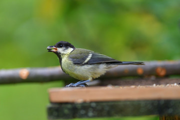 Great tit eats sunflower seed on a tree branch