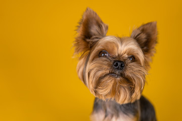 Yorkshire Terrier dog on a yellow background...