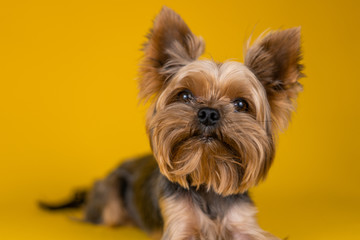 Yorkshire Terrier dog on a yellow background...