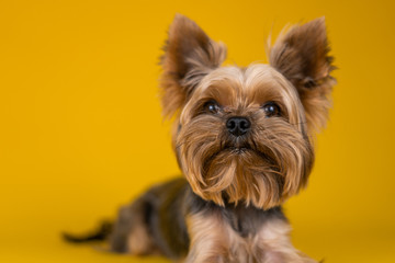 Yorkshire Terrier dog on a yellow background...