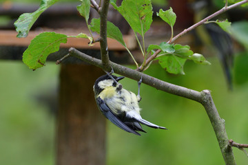 Great tit eats sunflower seed on a tree branch