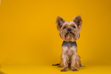 Yorkshire Terrier dog on a yellow background