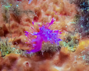 A vibrant Paraflabellina ischitana nudibranch in Malta