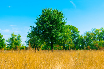 Green tree among dry yellow grass. Dry yellow grass and vibrant green tree