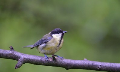 Great tit eats sunflower seed on a tree branch