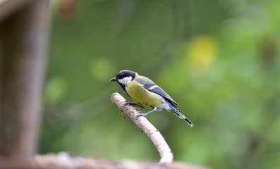 Great tit eats sunflower seed on a tree branch