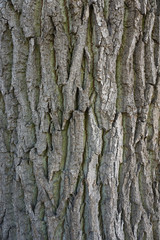 Texture of bark wood