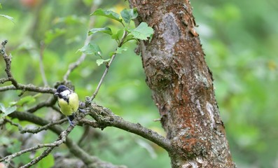 Great tit eats sunflower seed on a tree branch