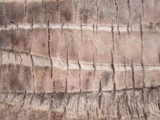 Coconut palm tree bark background