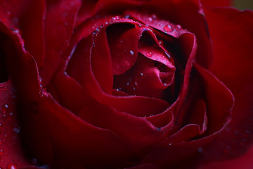 red rose bud in dewdrops close - up on blurred natural background