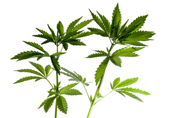 A cannabis plants are isolated on a white background. The texture of the leaves of cannabis.