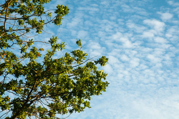 green leaves at branches of an oak tree