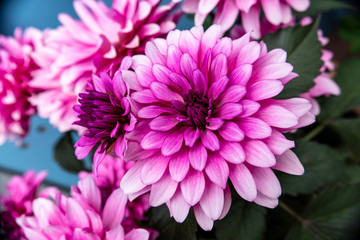Pink dahlia flowers, detail shot with consistent sharpness