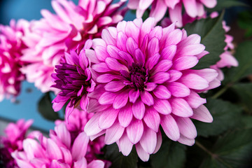 Obraz premium Pink dahlia flowers, detail shot with consistent sharpness