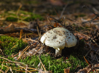 mushroom in the forest