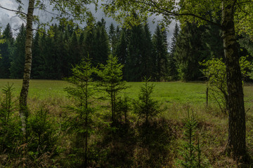 Forests in Slavkovsky les near Smrkovec old village in summer sunny day