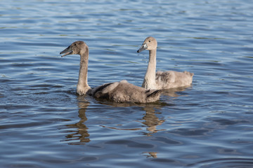 Group of swans on blue lake, largest waterfowl family, white adult, gray little swan animals