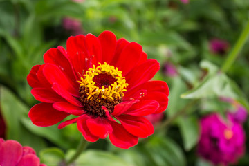 Benarys Moulin rouge red zinnia flower, Zinnia elegans, blooms in a garden in spring