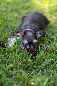 Portrait of small Schnauzer dog in grass